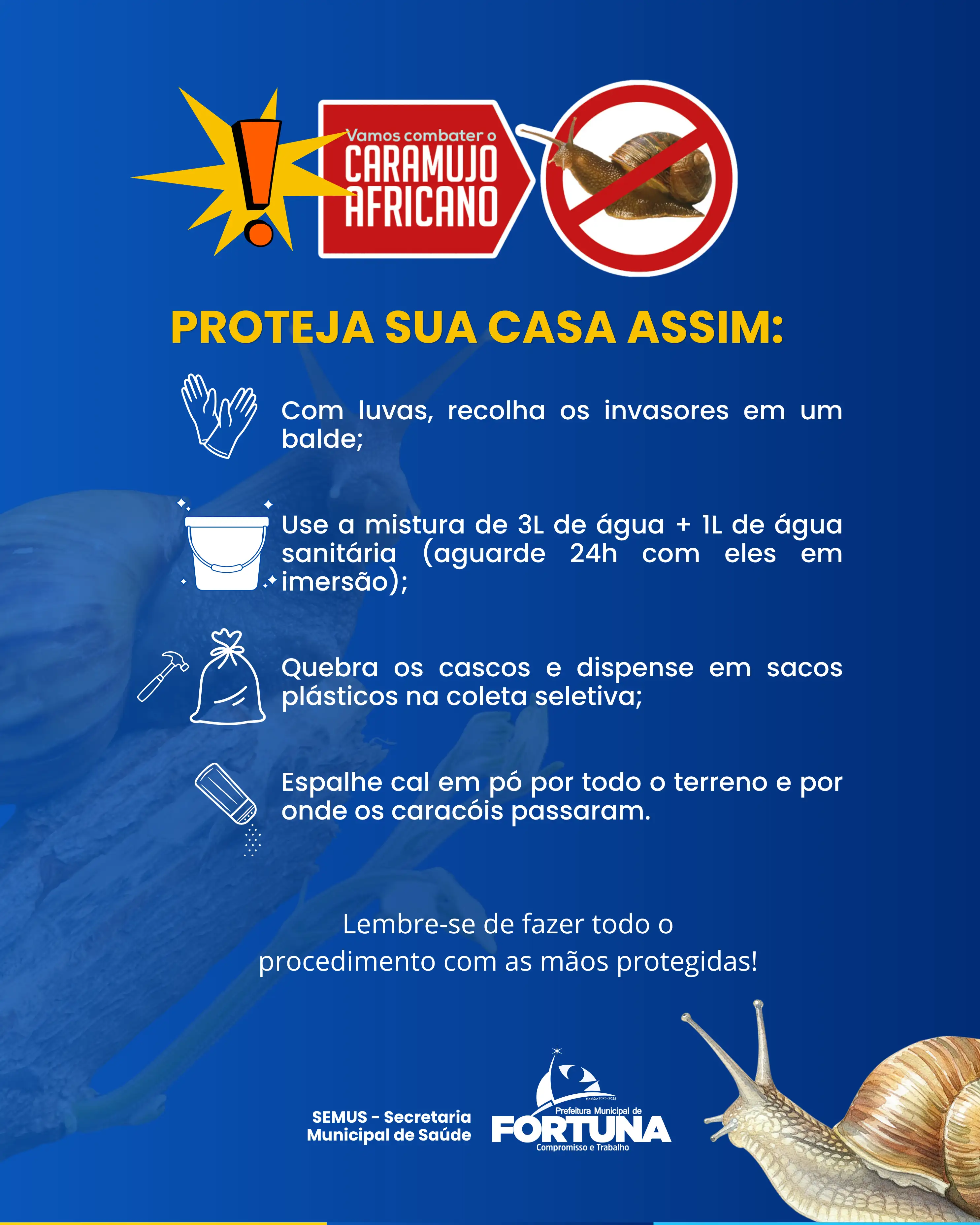 Foto 1 – Prefeitura de Fortuna alerta população sobre cuidados com o caramujo africano durante o período chuvoso